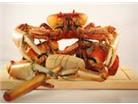 Tasty Crabby, Cangrejos, Sauces