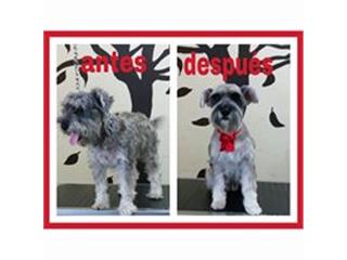 Vet Home , Servicios Veterinarios y Peluquería, contamos con Servicio a Domicilio previa cita.